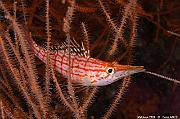 Poissons osseux Bones fishs